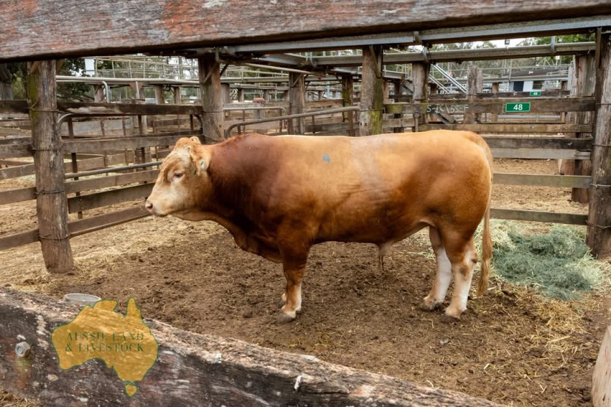 A Special Day for Merrindale at the Inaugural Gold Ribbon Sale